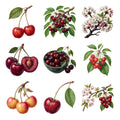 Cherry Branches — Complete assortment