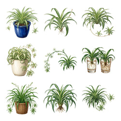 Spider Plants and Babies — Complete assortment