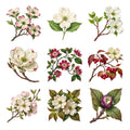 Dogwood Blossoms — Complete assortment