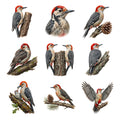 Woodpecker Woodland — Complete assortment