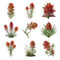 Indian Paintbrush — Complete assortment