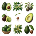 Avocados and Blossoms — Complete assortment