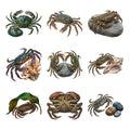 Crab Tidepool Parade — Complete assortment