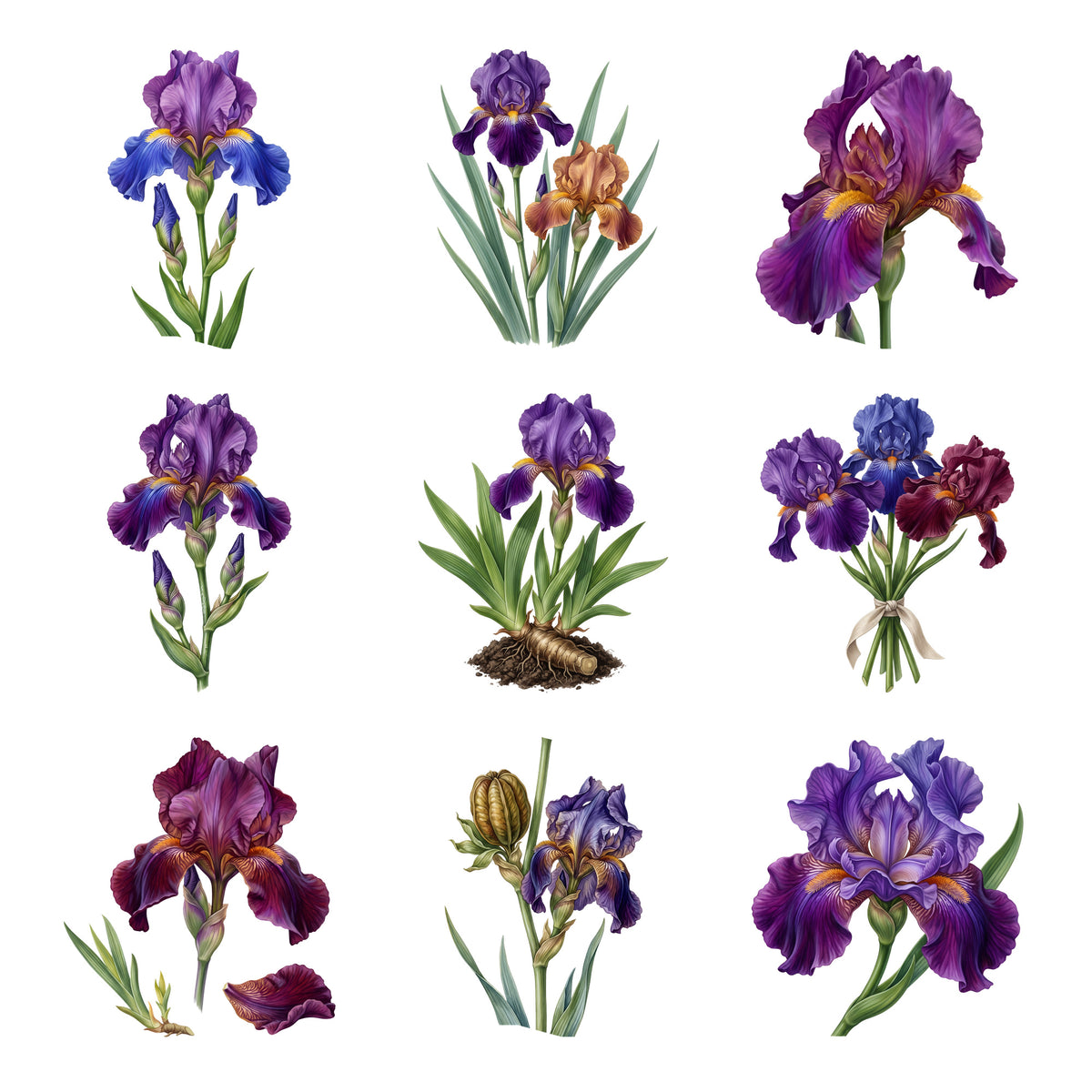 Bearded Irises — Complete assortment