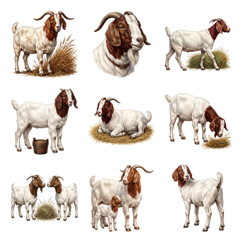 Boer Goats — Complete assortment