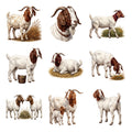 Boer Goats — Complete assortment