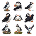 Puffin Cliffs — Complete assortment
