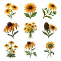 Black Eyed Susans — Complete assortment