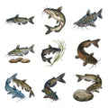 Channel Catfish — Complete assortment