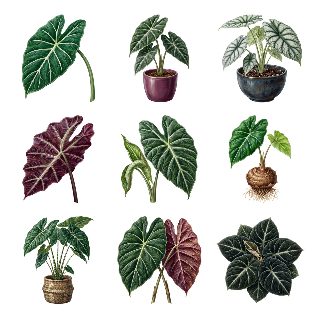 Alocasia Elephant Ears — Complete assortment