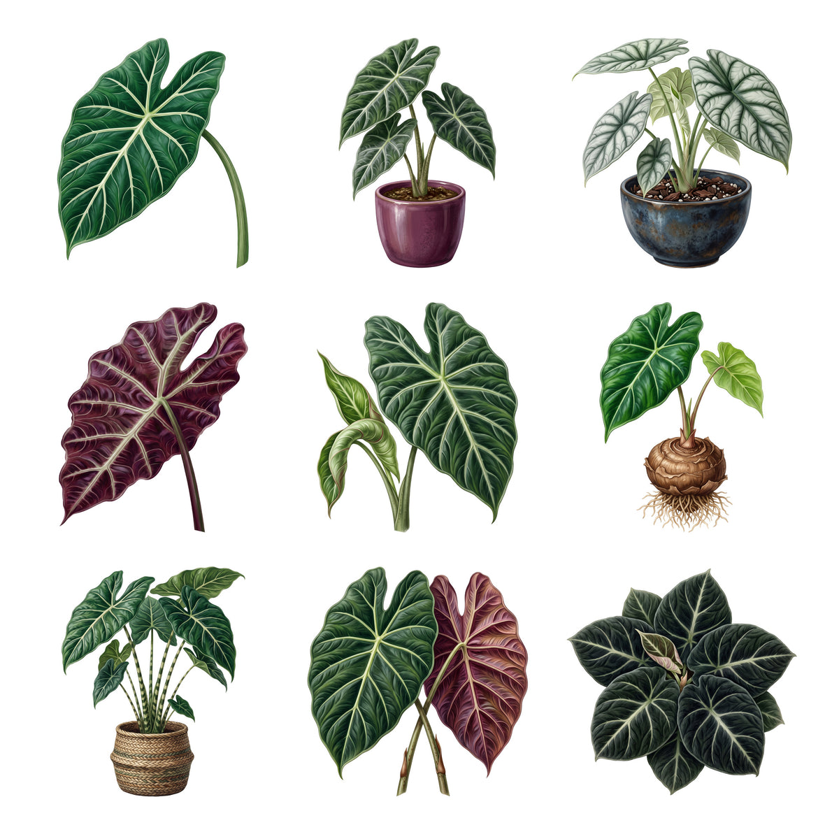 Alocasia Elephant Ears — Complete assortment