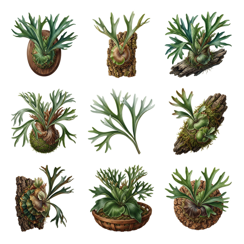 Staghorn Fern Mounts — Complete assortment