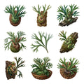 Staghorn Fern Mounts — Complete assortment