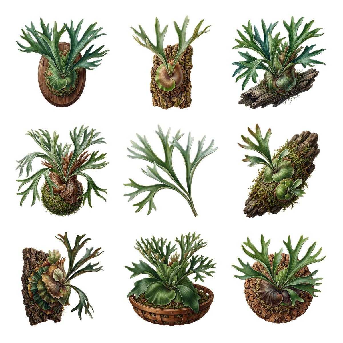 Staghorn Fern Mounts — Complete assortment