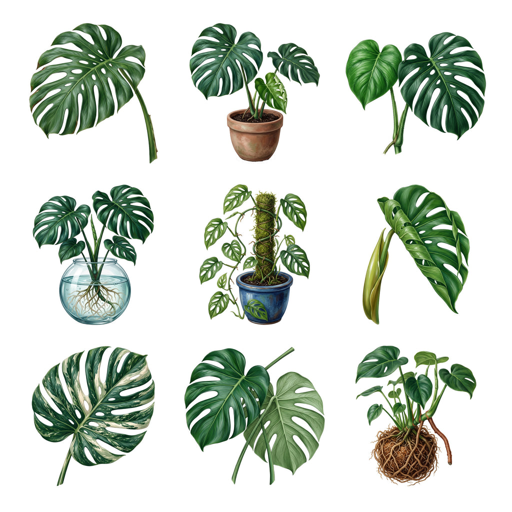 Monstera Leaves — Complete assortment