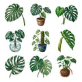 Monstera Leaves — Complete assortment