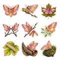 Rosy Maple Moths — Complete assortment