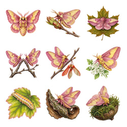 Rosy Maple Moths — Complete assortment