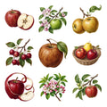 Apple Varieties — Complete assortment