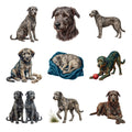 Irish Wolfhounds — Complete assortment