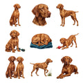 Vizslas — Complete assortment