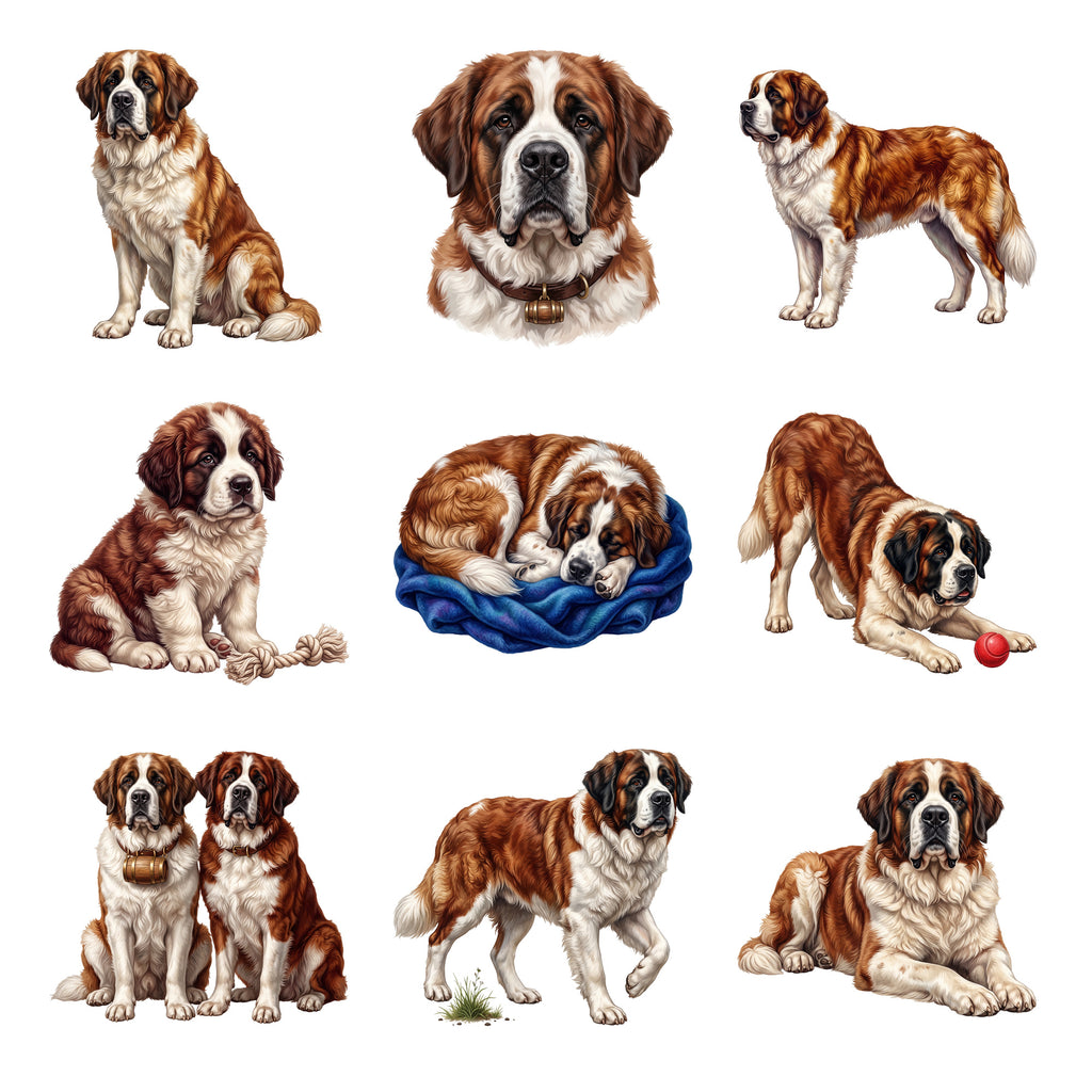 Saint Bernards — Complete assortment