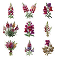 Snapdragon Spires — Complete assortment