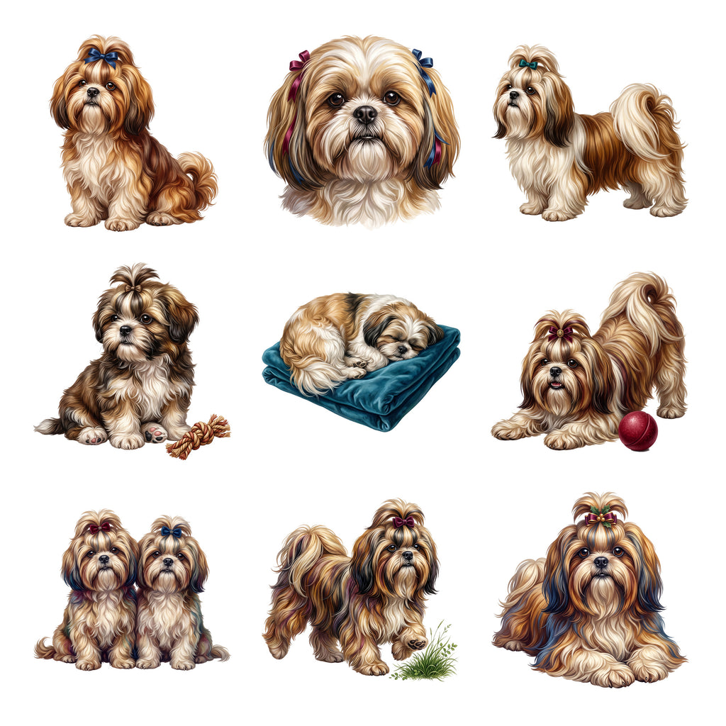 Shih Tzus — Complete assortment