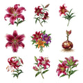 Oriental Lilies — Complete assortment