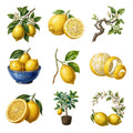 Lemon Grove — Complete assortment