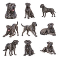 Cane Corso — Complete assortment