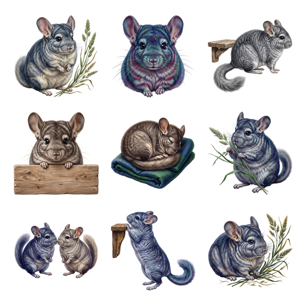 Chinchilla Companions — Complete assortment