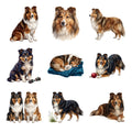 Shetland Sheepdogs — Complete assortment