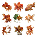 Goldfish Fancy Forms — Complete assortment