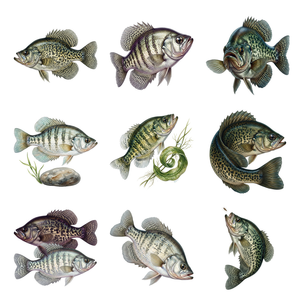 Crappie Collection — Complete assortment