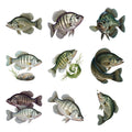 Crappie Collection — Complete assortment