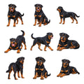 Rottweiler — Complete assortment