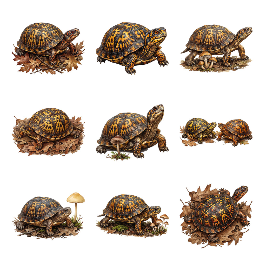 Box Turtle Woodland — Complete assortment