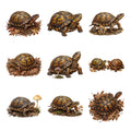 Box Turtle Woodland — Complete assortment