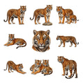 Tiger Jungle Majesty — Complete assortment