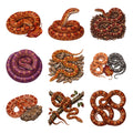 Corn Snake Colors — Complete assortment