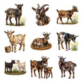 Nigerian Dwarf Goats — Complete assortment