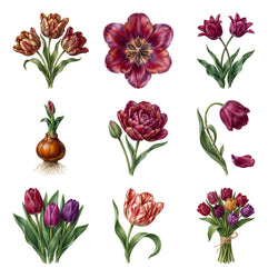 Tulip Festival — Complete assortment