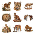 Mountain Lion Canyon Life — Complete assortment