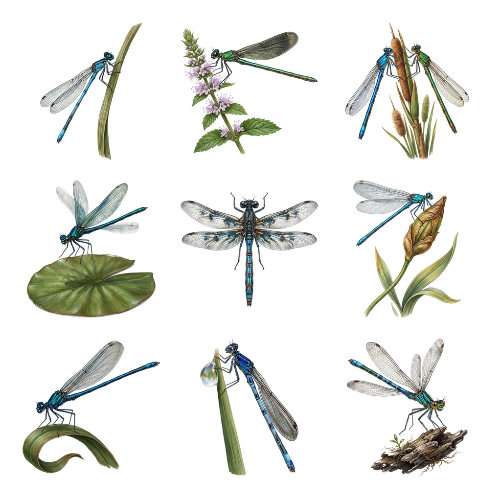 Damselflies by the Water — Complete assortment