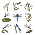 Damselflies by the Water — Complete assortment