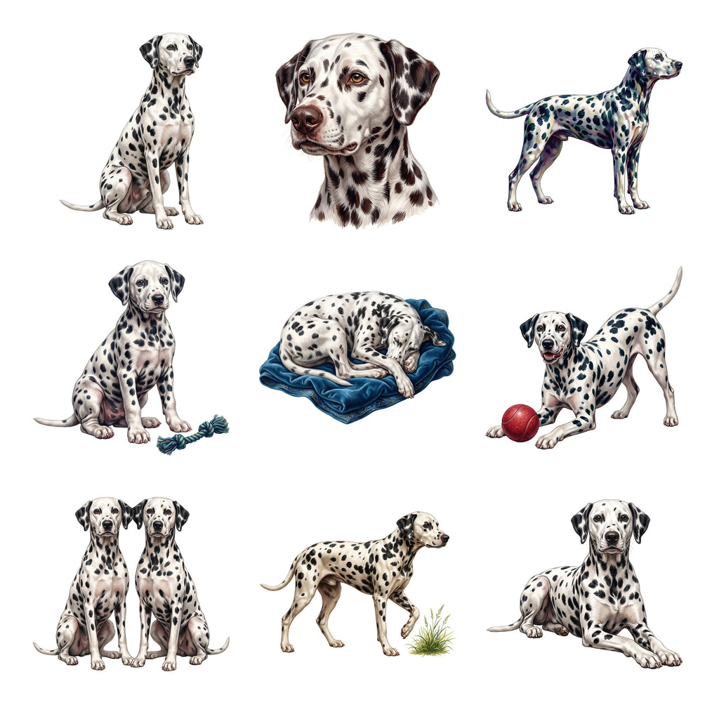 Dalmatians — Complete assortment