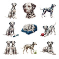 Dalmatians — Complete assortment
