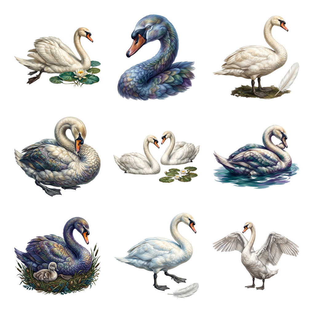 Swan Lake Grace — Complete assortment