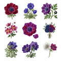 Anemone Flowers — Complete assortment